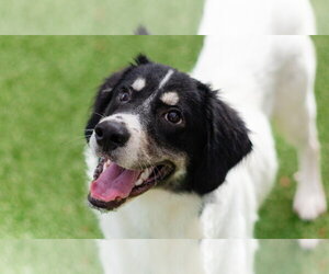 Meesh - Male Labrenees Dog for Adoption - Photo #2