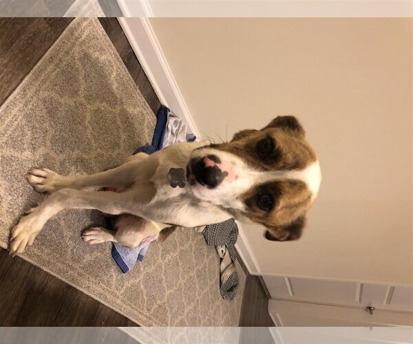 Medium Photo #10 American Pit Bull Terrier-Unknown Mix Puppy For Sale in Holly Springs, NC, USA