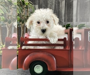 Bichon Frise Puppy for sale in CANOGA, NY, USA