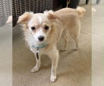 Small #1 Chihuahua Mix