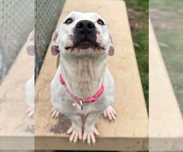 Medium Photo #2 Mutt Puppy For Sale in Jefferson, WI, USA