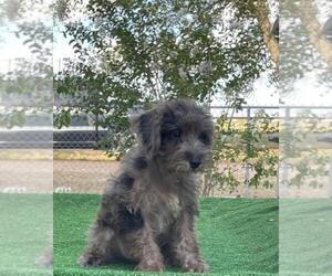 Schnoodle (Miniature) Puppy for sale in EL CAMPO, TX, USA