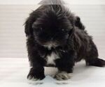 Small Photo #14 Shih Tzu Puppy For Sale in BRANDON, FL, USA
