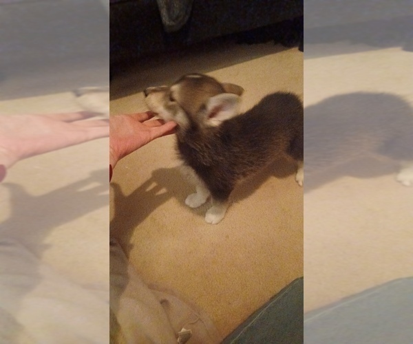 Medium Photo #3 Gerberian Shepsky Puppy For Sale in EDMORE, MI, USA