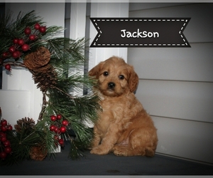 Cock-A-Poo Puppy for sale in CLARKRANGE, TN, USA