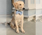 Small Photo #31 Golden Retriever Puppy For Sale in SACRAMENTO, CA, USA