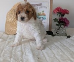 Small #10 Poodle (Miniature)