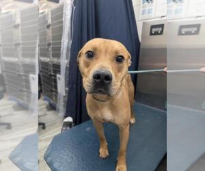 American Pit Bull Terrier-Unknown Mix Dogs for adoption in Mobile, AL, USA