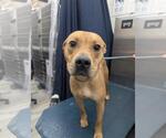 Small American Pit Bull Terrier Mix