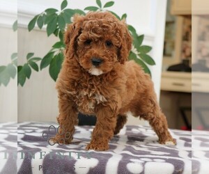 Goldendoodle (Miniature) Puppy for sale in NARVON, PA, USA