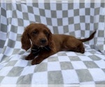 Small #3 Cavapoo (Miniature)