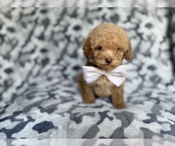 Medium Photo #4 Cockapoo (Miniature) Puppy For Sale in LAKELAND, FL, USA