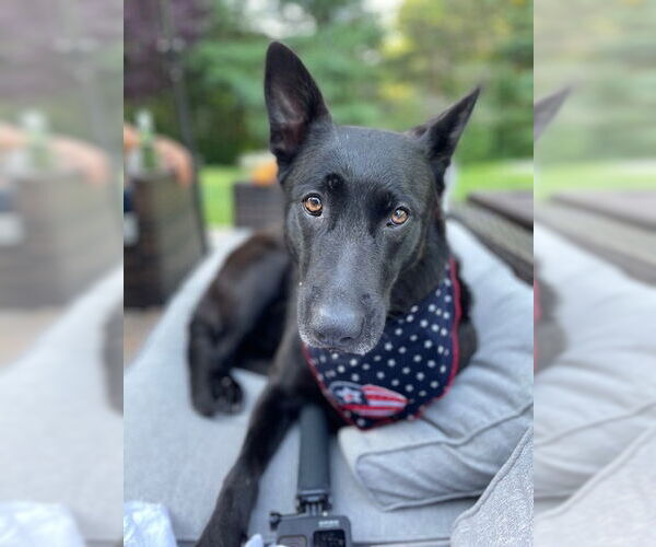 Medium Photo #1 Mutt Puppy For Sale in Stevens Point, WI, USA