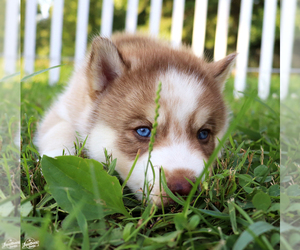 Siberian Husky Puppy for sale in SPENCER, TN, USA