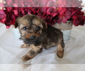 Yorkshire Terrier Puppy for sale in HUDSON, MI, USA