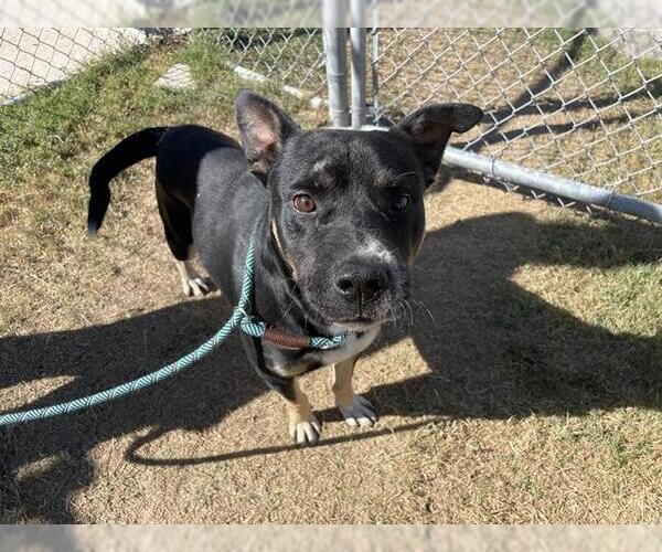 Medium Photo #2 American Pit Bull Terrier-Labrador Retriever Mix Puppy For Sale in Corpus Christi, TX, USA