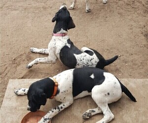 German Shorthaired Pointer Puppy for sale in GREELEY, CO, USA