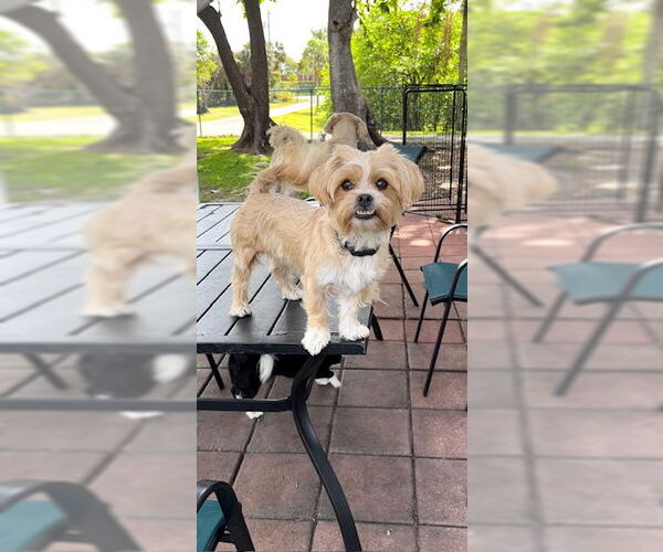 Medium Photo #4 Shih Tzu Puppy For Sale in Weston, FL, USA