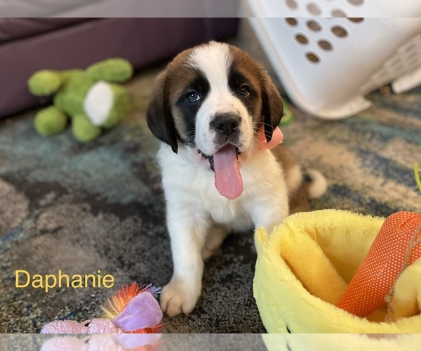 Medium Photo #7 Saint Bernard Puppy For Sale in SAVANNAH, MO, USA