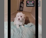 Small #2 Havanese-Zuchon Mix