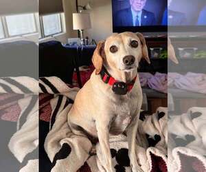 Beagle Dogs for adoption in Las Vegas, NV, USA