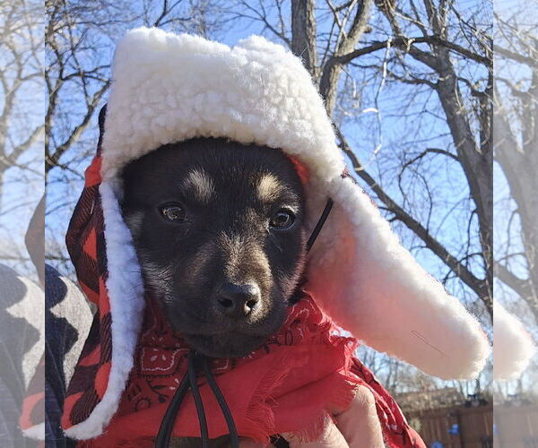 Medium Photo #18 Mutt Puppy For Sale in Fargo, ND, USA