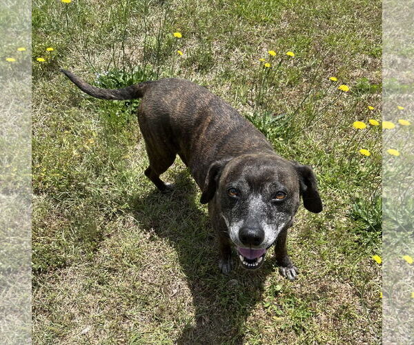 Medium Photo #4 Mutt Puppy For Sale in Holly Springs, NC, USA