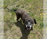Small #3 Mutt