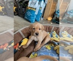 Puppy Puppy 8 Labrador Retriever