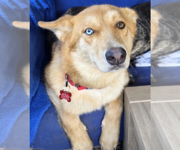 Medium Photo #1 Australian Shepherd-Huskies  Mix Puppy For Sale in Cuba, NY, USA
