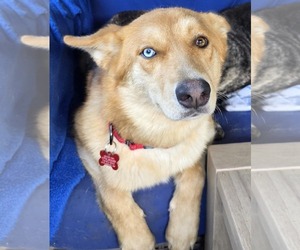 Australian Shepherd-Huskies Mix Dogs for adoption in Cuba, NY, USA