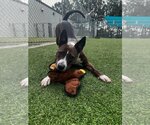Small #3 Boxer Mix