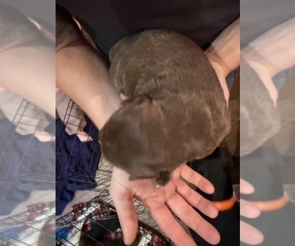 Medium Photo #3 Labradinger Puppy For Sale in NEW CONCORD, OH, USA