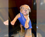Puppy Puppy 8 American Bully
