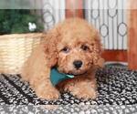 Small #1 Goldendoodle (Miniature)