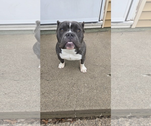 Medium Photo #11 Bulldog-Unknown Mix Puppy For Sale in St. Louis Park, MN, USA