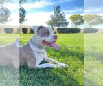 Small Photo #1 American Pit Bull Terrier Puppy For Sale in Banning, CA, USA