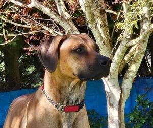 Mother of the Rhodesian Ridgeback puppies born on 06/09/2025