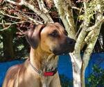 Small Photo #1 Rhodesian Ridgeback Puppy For Sale in STANWOOD, WA, USA