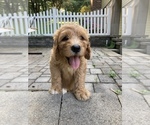 Small Photo #6 Labradoodle Puppy For Sale in HAMDEN, CT, USA