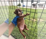 Small #2 American Pit Bull Terrier
