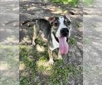 Small #1 American Pit Bull Terrier Mix