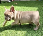 Small #4 French Bulldog