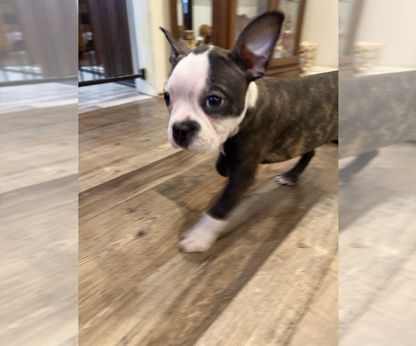 Medium Photo #6 Boston Terrier Puppy For Sale in FREDONIA, KS, USA