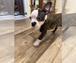 Small #5 Boston Terrier