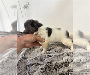 Medium Chihuahua