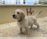 Puppy 2 Labradoodle