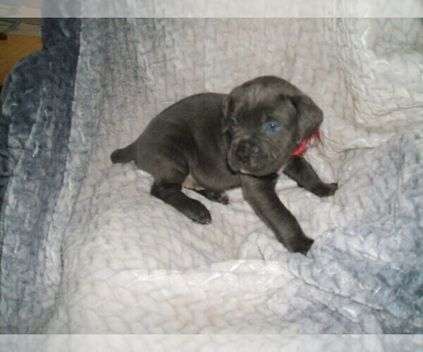 Medium Photo #4 Cane Corso Puppy For Sale in SEABECK, WA, USA