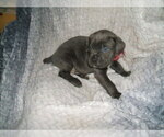 Small Photo #4 Cane Corso Puppy For Sale in SEABECK, WA, USA