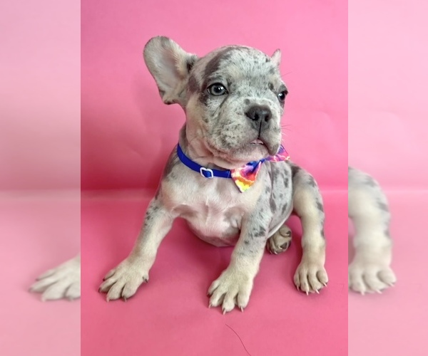 Medium Photo #3 French Bulldog Puppy For Sale in CHARLOTTE, NC, USA